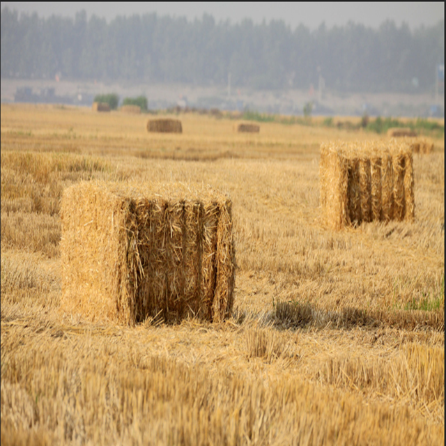 paja de trigo para la producción de aglomerado