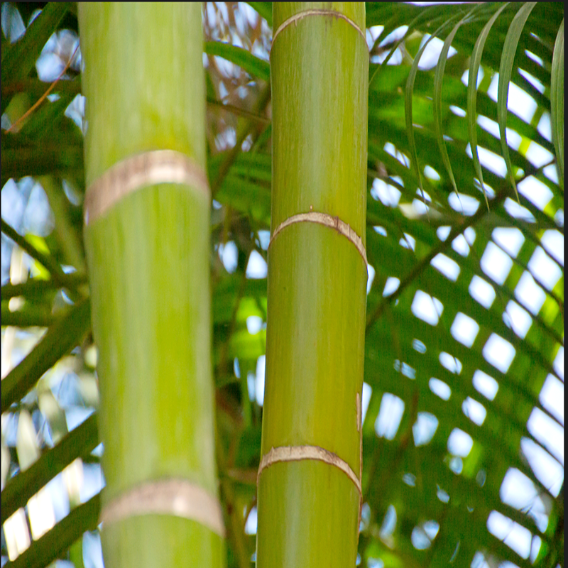 Producción de bambú OSB