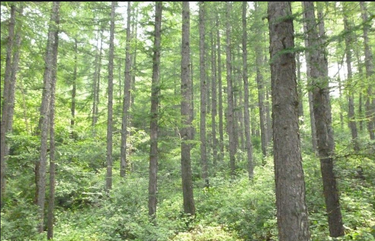 Pine Wood, madera de álamo para OSB